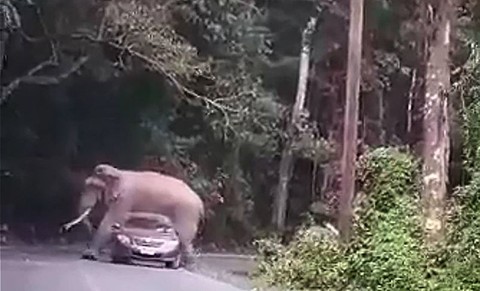 Voi đè suýt bẹp xe hơi khiến du khách khiếp vía - Ảnh 2. Voi đè suýt bẹp xe hơi khiến du khách khiếp vía - Ảnh 2.