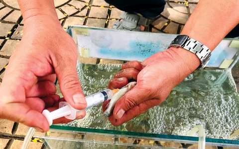 Thương nhớ những mùa cá linh - Kỳ 4: Tìm nguồn cá linh khác - Ảnh 1. Thương nhớ những mùa cá linh - Kỳ 4: Tìm nguồn cá linh khác - Ảnh 1.