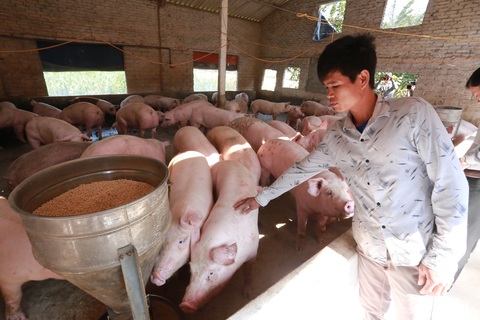 Giá heo hơi sắp chạm ngưỡng 100.000 đồng/kg, Bộ Nông nghiệp nói gì? - Ảnh 1. Giá heo hơi sắp chạm ngưỡng 100.000 đồng/kg, Bộ Nông nghiệp nói gì? - Ảnh 1.