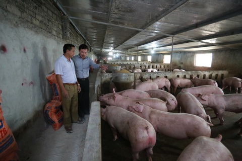 Giá thịt heo hơi xuất chuồng lập kỷ lục: 76.000 đồng/kg - Ảnh 3. Giá thịt heo hơi xuất chuồng lập kỷ lục: 76.000 đồng/kg - Ảnh 3.