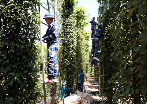 Trong 5 năm, giá 1 ký hồ tiêu từ 10 USD chỉ còn 2 USD - Ảnh 1. Trong 5 năm, giá 1 ký hồ tiêu từ 10 USD chỉ còn 2 USD - Ảnh 1.