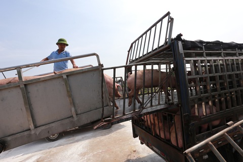Giá thịt heo hơi xuất chuồng lập kỷ lục: 76.000 đồng/kg - Ảnh 2. Giá thịt heo hơi xuất chuồng lập kỷ lục: 76.000 đồng/kg - Ảnh 2.