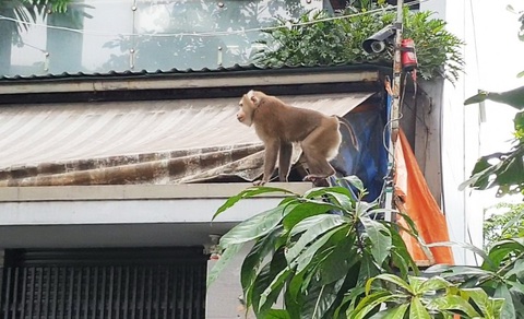 Khỉ, gấu sổng chuồng: người dân lo âu, cơ quan chức năng lúng túng - Ảnh 1. Khỉ, gấu sổng chuồng: người dân lo âu, cơ quan chức năng lúng túng - Ảnh 1.