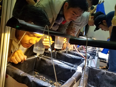 Đồng giá 40.000 đồng/con, cá bảy màu đại náo hội chợ - Ảnh 6. Đồng giá 40.000 đồng/con, cá bảy màu đại náo hội chợ - Ảnh 6.
