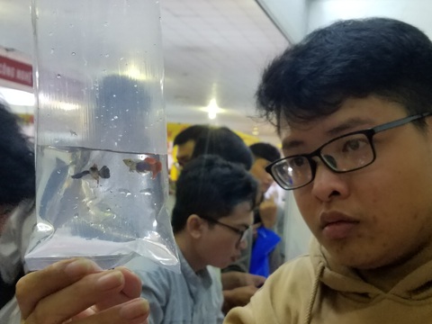 Đồng giá 40.000 đồng/con, cá bảy màu đại náo hội chợ - Ảnh 2. Đồng giá 40.000 đồng/con, cá bảy màu đại náo hội chợ - Ảnh 2.