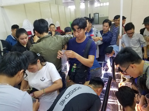 Đồng giá 40.000 đồng/con, cá bảy màu đại náo hội chợ - Ảnh 5. Đồng giá 40.000 đồng/con, cá bảy màu đại náo hội chợ - Ảnh 5.