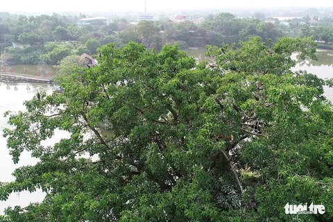 Phát hiện hàng trăm con chim cổ rắn quý hiếm tại khu du lịch Bửu Long - Ảnh 2. Phát hiện hàng trăm con chim cổ rắn quý hiếm tại khu du lịch Bửu Long - Ảnh 2.