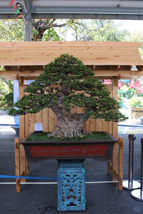 Chiêm ngưỡng những tác phẩm bonsai, suiseki tiền tỉ - Ảnh 9. Chiêm ngưỡng những tác phẩm bonsai, suiseki tiền tỉ - Ảnh 9.