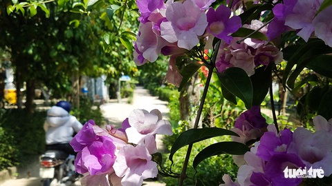 Làng miền Trung có cây trái quanh năm như miệt vườn Nam Bộ - Ảnh 3. Làng miền Trung có cây trái quanh năm như miệt vườn Nam Bộ - Ảnh 3.