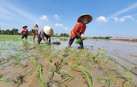 ST25 là Sóc Trăng 25: Cơ hội vàng cho gạo Việt, nhưng mua ở đâu? - Ảnh 3. ST25 là Sóc Trăng 25: Cơ hội vàng cho gạo Việt, nhưng mua ở đâu? - Ảnh 3.