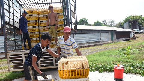 Trong khi giá thịt heo đuổi kịp giá thịt bò, người nuôi gà... rơi nước mắt - Ảnh 1. Trong khi giá thịt heo đuổi kịp giá thịt bò, người nuôi gà... rơi nước mắt - Ảnh 1.