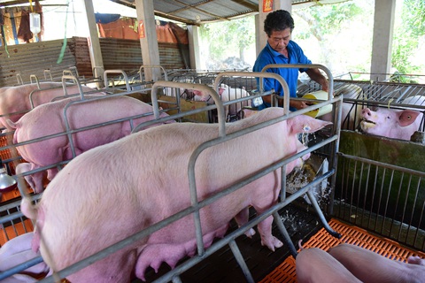 Giá thịt heo làm đau đầu bà nội trợ - Ảnh 3. Giá thịt heo làm đau đầu bà nội trợ - Ảnh 3.
