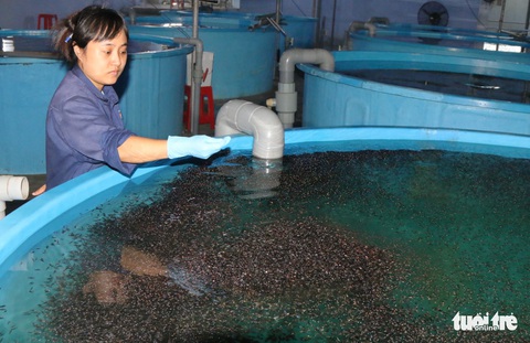 Nuôi cá công nghệ mới: có bão cũng chẳng lo - Ảnh 3. Nuôi cá công nghệ mới: có bão cũng chẳng lo - Ảnh 3.