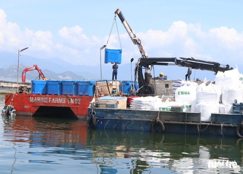 Nuôi cá công nghệ mới: có bão cũng chẳng lo - Ảnh 6. Nuôi cá công nghệ mới: có bão cũng chẳng lo - Ảnh 6.