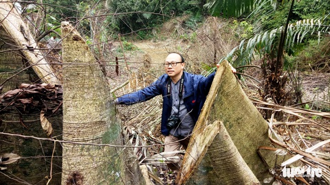 Lâm tặc lấy hàng trăm cây gỗ, kiểm lâm, chính quyền vẫn... giải trình - Ảnh 1. Lâm tặc lấy hàng trăm cây gỗ, kiểm lâm, chính quyền vẫn... giải trình - Ảnh 1.