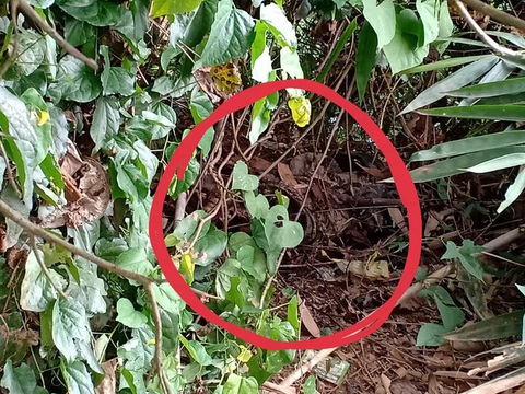 Hái rau bất ngờ phát hiện nửa thi thể người đang phân hủy - Ảnh 1. Hái rau bất ngờ phát hiện nửa thi thể người đang phân hủy - Ảnh 1.