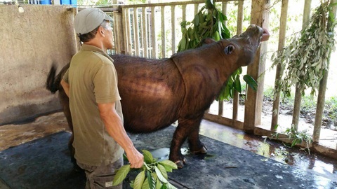 Con tê giác Sumatra cuối cùng ở Malaysia đã chết - Ảnh 1. Con tê giác Sumatra cuối cùng ở Malaysia đã chết - Ảnh 1.