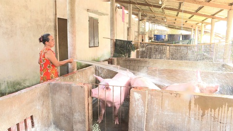 Giữa cơn bão giá thịt heo - Ảnh 1. Giữa cơn bão giá thịt heo - Ảnh 1.