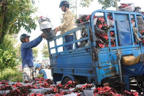 Thí điểm thu phí khách tham quan làng hoa Sa Đéc - Ảnh 2. Thí điểm thu phí khách tham quan làng hoa Sa Đéc - Ảnh 2.