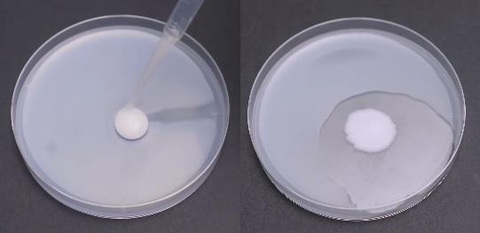 Chuyên gia Nhật thực nghiệm công dụng phòng đột quỵ của nattokinase - Ảnh 3. Chuyên gia Nhật thực nghiệm công dụng phòng đột quỵ của nattokinase - Ảnh 3.