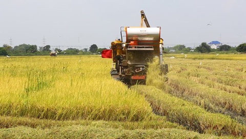 Sản lượng thóc của Thái Lan sẽ giảm trong niên vụ 2019-2020 - Ảnh 1. Sản lượng thóc của Thái Lan sẽ giảm trong niên vụ 2019-2020 - Ảnh 1.
