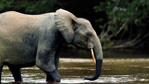 Nga tặng vũ khí cho Gabon ngăn săn trộm voi - Ảnh 1. Nga tặng vũ khí cho Gabon ngăn săn trộm voi - Ảnh 1.