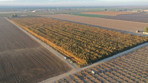 Phát hiện 10 triệu cây cần sa trồng trái phép trị giá 1 tỉ USD ở California - Ảnh 1. Phát hiện 10 triệu cây cần sa trồng trái phép trị giá 1 tỉ USD ở California - Ảnh 1.