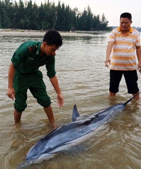 Cá heo 100kg lụy bờ được người dân, biên phòng tiếp sức ra lại biển - Ảnh 1. Cá heo 100kg lụy bờ được người dân, biên phòng tiếp sức ra lại biển - Ảnh 1.