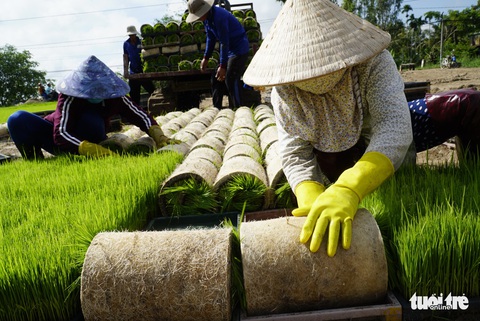 Mùa mạ non rộn ràng trên đồng Tháp Mười - Ảnh 3. Mùa mạ non rộn ràng trên đồng Tháp Mười - Ảnh 3.