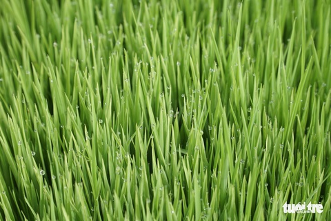 Mùa mạ non rộn ràng trên đồng Tháp Mười - Ảnh 2. Mùa mạ non rộn ràng trên đồng Tháp Mười - Ảnh 2.