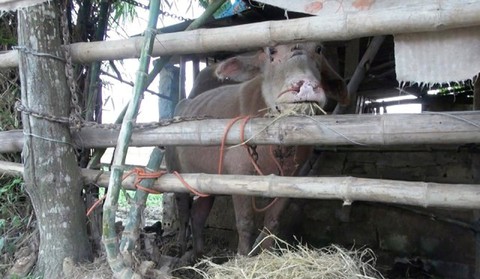 Băng trâu giang hồ húc 15 người, công an xã, huyện mấy tuần mới bắt được - Ảnh 1. Băng trâu giang hồ húc 15 người, công an xã, huyện mấy tuần mới bắt được - Ảnh 1.