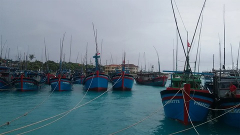 Bão số 6: Đảo Song Tử Tây đã bị gió quật gãy đổ một số cây phong ba - Ảnh 1. Bão số 6: Đảo Song Tử Tây đã bị gió quật gãy đổ một số cây phong ba - Ảnh 1.