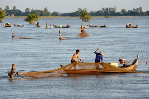 Thương nhớ những mùa cá linh - Kỳ 2: Mùa hội cá linh - Ảnh 3. Thương nhớ những mùa cá linh - Kỳ 2: Mùa hội cá linh - Ảnh 3.