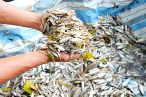 Thương nhớ những mùa cá linh - Kỳ 2: Mùa hội cá linh - Ảnh 1. Thương nhớ những mùa cá linh - Kỳ 2: Mùa hội cá linh - Ảnh 1.