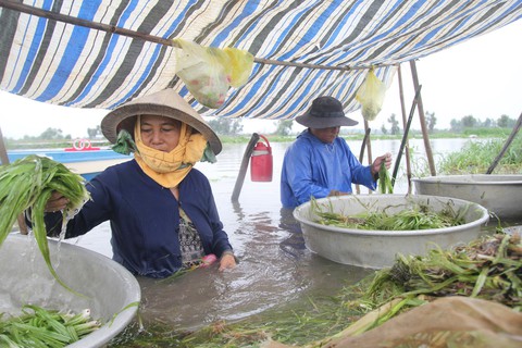 Nhổ hẹ mùa nước nổi - Ảnh 4. Nhổ hẹ mùa nước nổi - Ảnh 4.