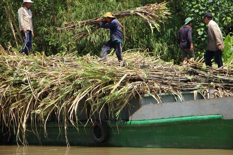 Thủ tướng: Nhà nước không bao cấp cho ngành mía đường - Ảnh 2. Thủ tướng: Nhà nước không bao cấp cho ngành mía đường - Ảnh 2.
