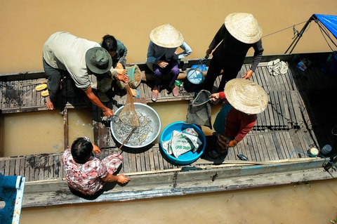 Thương nhớ những mùa cá linh - Kỳ 3: Mùa không đặng cá - Ảnh 1. Thương nhớ những mùa cá linh - Kỳ 3: Mùa không đặng cá - Ảnh 1.