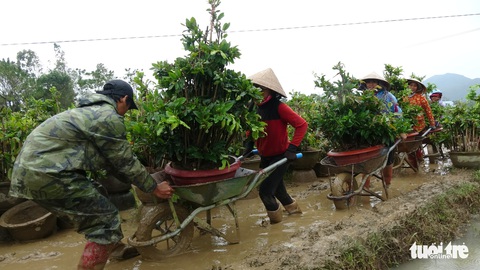Thủ phủ mai miền Trung đưa mai đi trốn bão - Ảnh 1. Thủ phủ mai miền Trung đưa mai đi trốn bão - Ảnh 1.