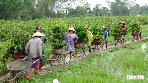Thủ phủ mai miền Trung đưa mai đi trốn bão - Ảnh 3. Thủ phủ mai miền Trung đưa mai đi trốn bão - Ảnh 3.