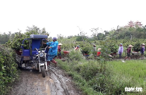 Thủ phủ mai miền Trung đưa mai đi trốn bão - Ảnh 6. Thủ phủ mai miền Trung đưa mai đi trốn bão - Ảnh 6.