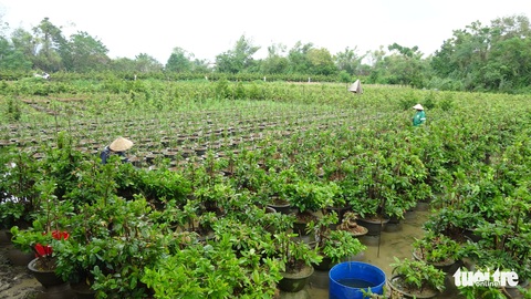 Thủ phủ mai miền Trung đưa mai đi trốn bão - Ảnh 7. Thủ phủ mai miền Trung đưa mai đi trốn bão - Ảnh 7.