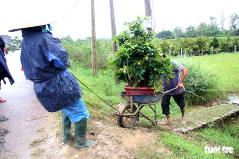 Thủ phủ mai miền Trung đưa mai đi trốn bão - Ảnh 8. Thủ phủ mai miền Trung đưa mai đi trốn bão - Ảnh 8.