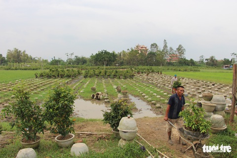 Thủ phủ mai miền Trung đưa mai đi trốn bão - Ảnh 9. Thủ phủ mai miền Trung đưa mai đi trốn bão - Ảnh 9.