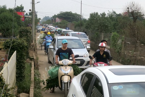 Mùa cúc họa mi nhộn nhịp từ vườn ra phố Hà Nội - Ảnh 3. Mùa cúc họa mi nhộn nhịp từ vườn ra phố Hà Nội - Ảnh 3.
