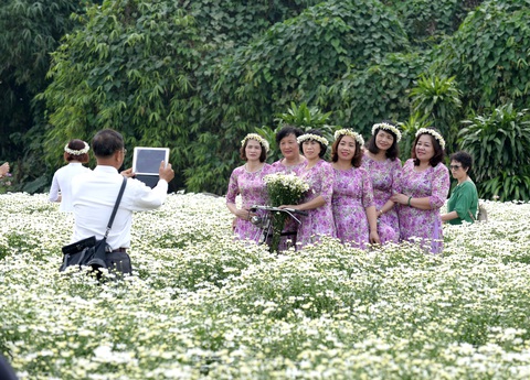 Mùa cúc họa mi nhộn nhịp từ vườn ra phố Hà Nội - Ảnh 13. Mùa cúc họa mi nhộn nhịp từ vườn ra phố Hà Nội - Ảnh 13.