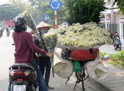 Mùa cúc họa mi nhộn nhịp từ vườn ra phố Hà Nội - Ảnh 18. Mùa cúc họa mi nhộn nhịp từ vườn ra phố Hà Nội - Ảnh 18.