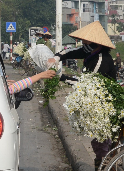Mùa cúc họa mi nhộn nhịp từ vườn ra phố Hà Nội - Ảnh 19. Mùa cúc họa mi nhộn nhịp từ vườn ra phố Hà Nội - Ảnh 19.