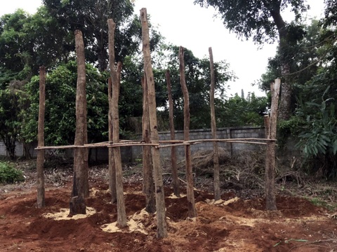 Cây giáng hương và cẩm lai trong vườn nhà bị kiểm lâm tịch thu? - Ảnh 1. Cây giáng hương và cẩm lai trong vườn nhà bị kiểm lâm tịch thu? - Ảnh 1.
