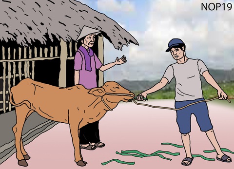 Hối hận trước chuồng bò - Ảnh 1. Hối hận trước chuồng bò - Ảnh 1.