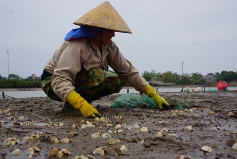 Ngao chết hàng loạt ở vùng triều Thanh Hóa do mật độ nuôi quá dầy - Ảnh 1. Ngao chết hàng loạt ở vùng triều Thanh Hóa do mật độ nuôi quá dầy - Ảnh 1.